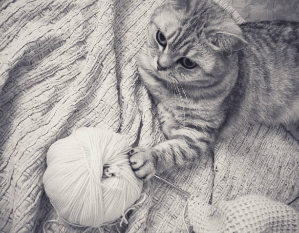 istock cat and knitting kit on bed 1322503803