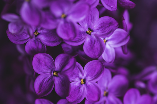 Dark moody closeup. Bright purple lilac background. Blooming spring flowers wallpaper. Beautiful seasonal floral macro photo. Copy space.