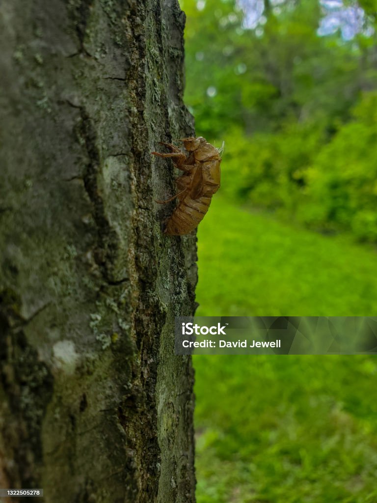 Shell On Tree Cicada Shell On A Tree Stock Photo - Download Image Now - Animal Body ...