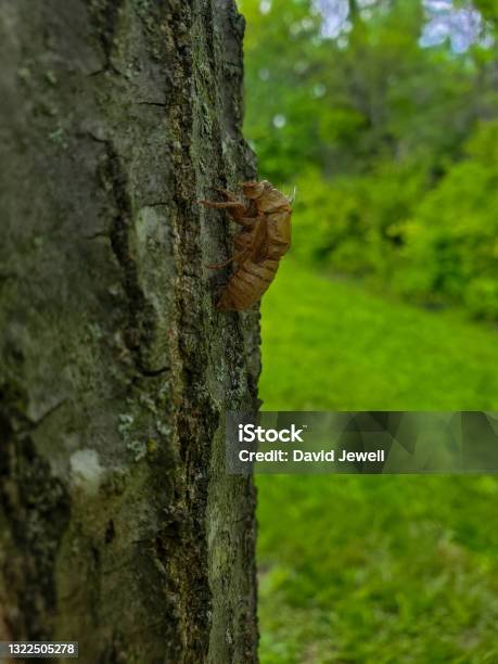 Shell On Tree Cicada Shell On A Tree Stock Photo - Download Image Now - Animal Body ...