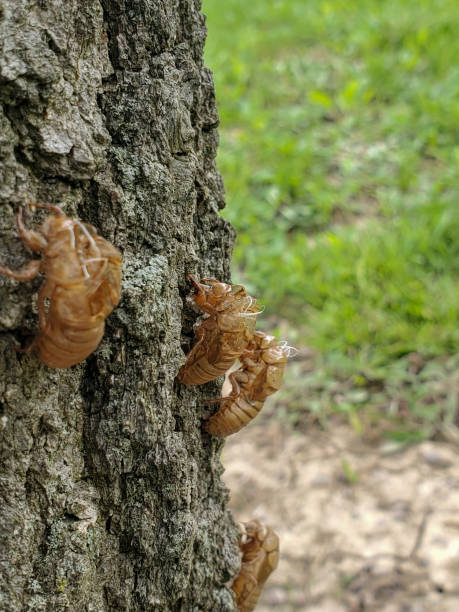 Shell On Tree 100+ Cicada Bug Exoskeleton Husk Stock Photos, Pictures & Royalty-Free ...