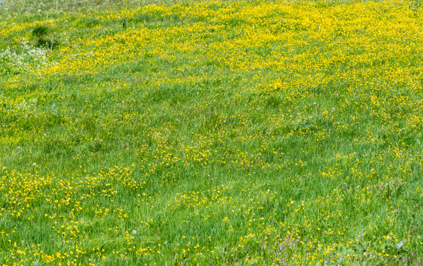 istock Green field with flowers. Grass texture. 1322505463