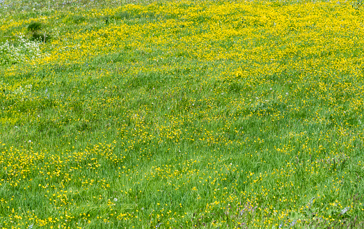 Green field with flowers. Grass texture.