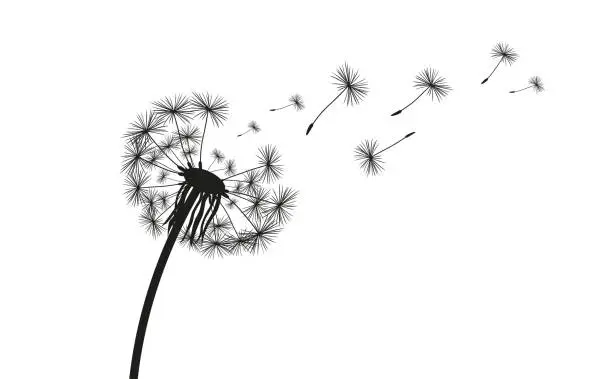 Vector illustration of Dandelion 2