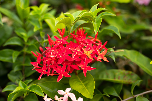 Red rubiaceae and green leaves
