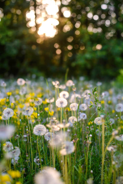 istock Dandelion in the field in the sunset light 1322506987
