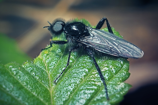 Large black bee, profile view, North American native.