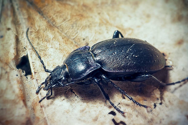 Carabus nemoralis Bronze Carabid Ground Beetle Insect. Digitally Enhanced Photograph.