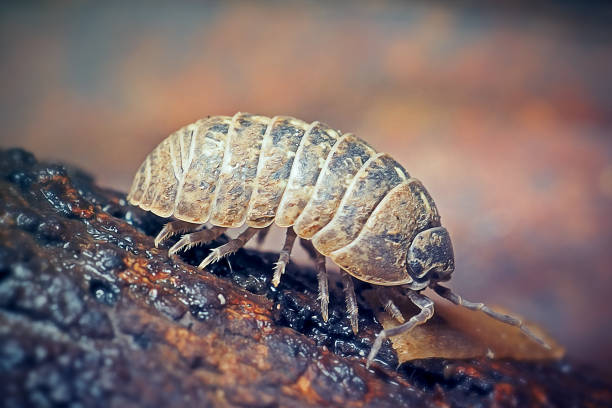 A kind of insect in Thailand.