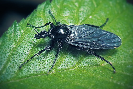 Bibio marci Female Hawthorn Fly Insect. Digitally Enhanced Photograph.