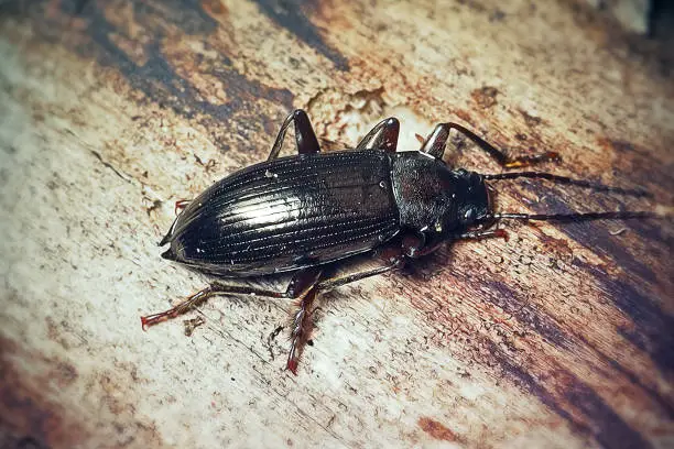 Photo of Carabus nemoralis Bronze Carabid Ground Beetle Insect