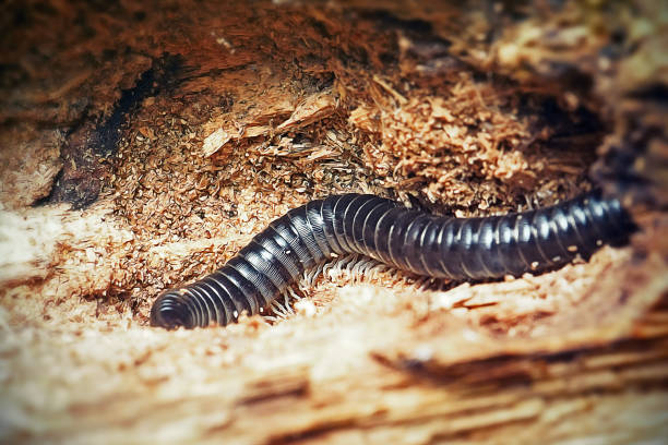 istock Tachypodoiulus niger Black Millipede 1322508070