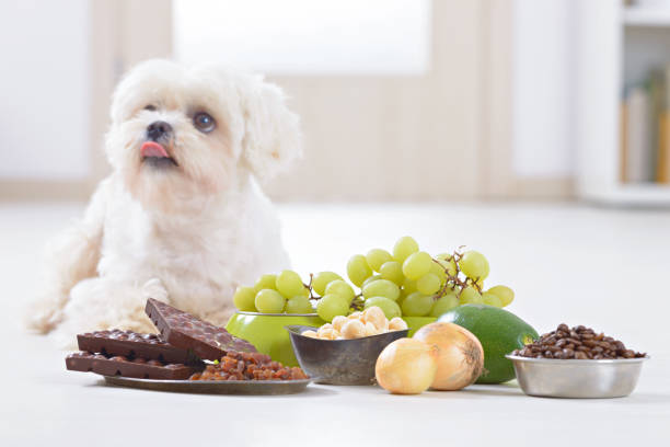 Little dog and food toxic to him Little white maltese dog and food ingredients toxic to him dog ate toxic stock pictures, royalty-free photos & images