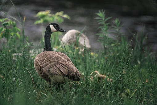 Canada geese with goslings going down path in large group
