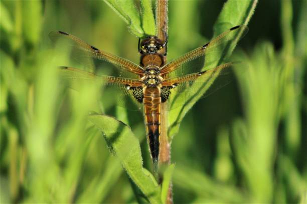 cztery spotted chaser - cox 1 zdjęcia i obrazy z banku zdjęć