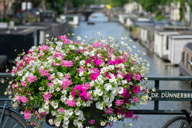 Flowers On The Dr Dunnerbrug Bridge At Amsterdam The Netherlands 6 July 2019