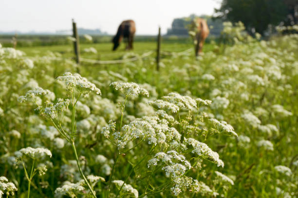 persil de vache devant un champ avec des chevaux de pâturage - cow parsley photos et images de collection