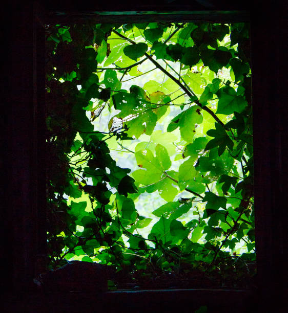 istock View from a window with green plants around 1322511174