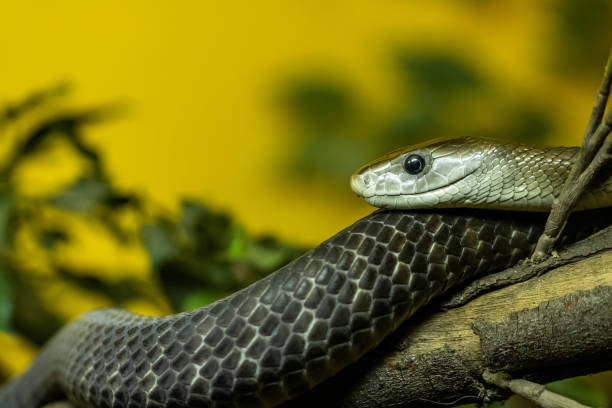 Black Mamba Black Mamba Snake Resting its head on its body. (Dendroaspis polylepis) camel colored stock pictures, royalty-free photos & images