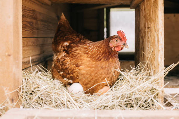 pollo con uova appena deposte - gallina foto e immagini stock