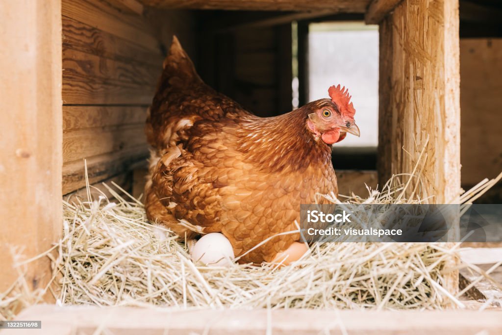 Chicken with freshly laid eggs Close up of chicken sitting in hay, with freshly laid eggs. Chicken - Bird Stock Photo