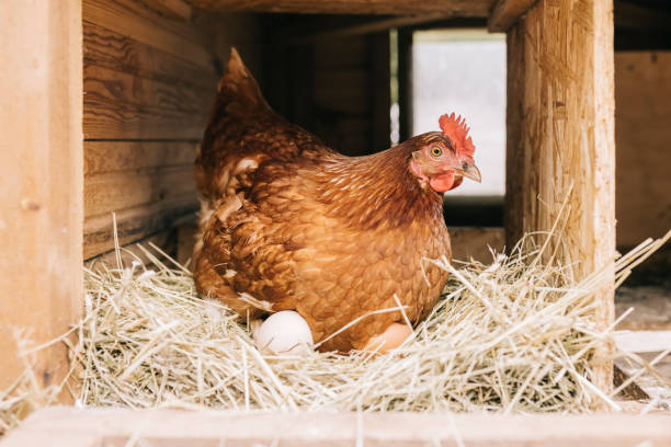 Chicken with freshly laid eggs Close up of chicken sitting in hay, with freshly laid eggs. backyard chicken stock pictures, royalty-free photos & images