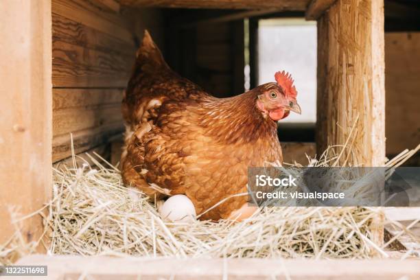 Chicken With Freshly Laid Eggs Stock Photo - Download Image Now - Chicken - Bird, Animal Egg, Egg - Food