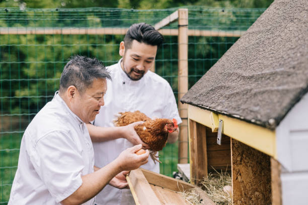 istock Japanese chefs with their free range chickens. 1322511701