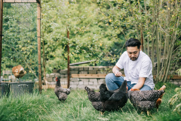 istock Japanese chef feeding chickens 1322511705
