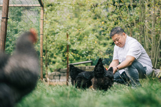 istock Japanese chef feeding chickens 1322511709