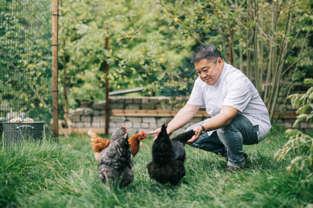 istock Japanese chef feeding chickens 1322511712