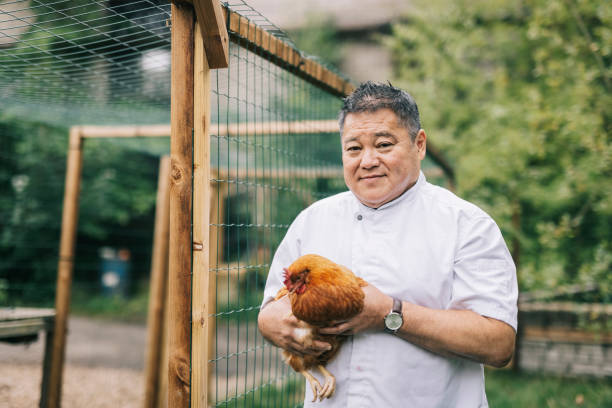 istock Japanese chef showing free range chicken 1322511713