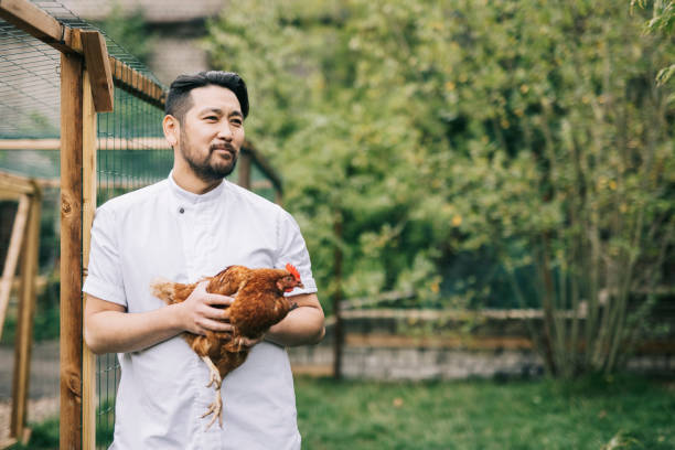 istock Japanese chef showing free range chicken 1322511714