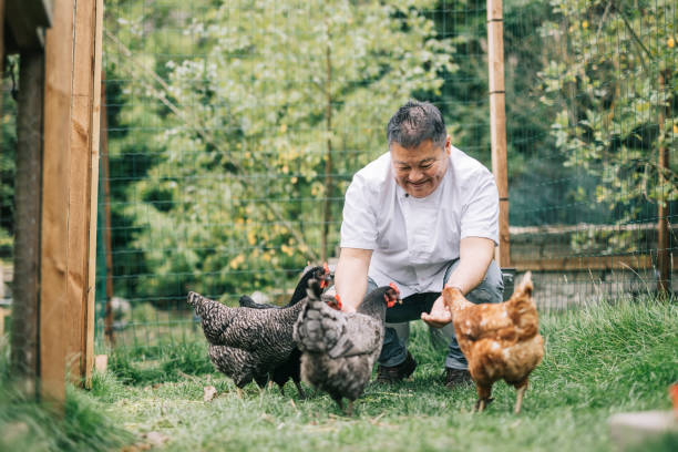 Japanese chef feeding chickens