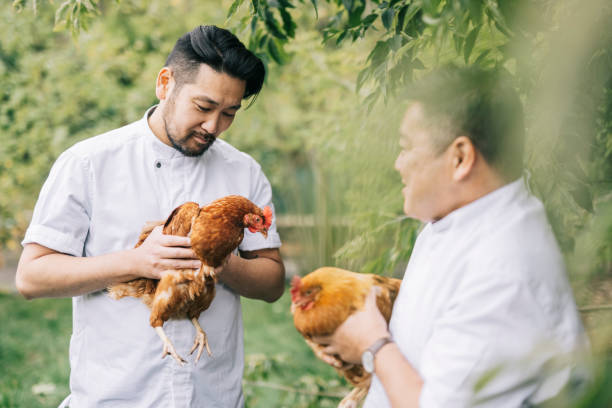 istock Japanese chefs with their free range chickens. 1322511718