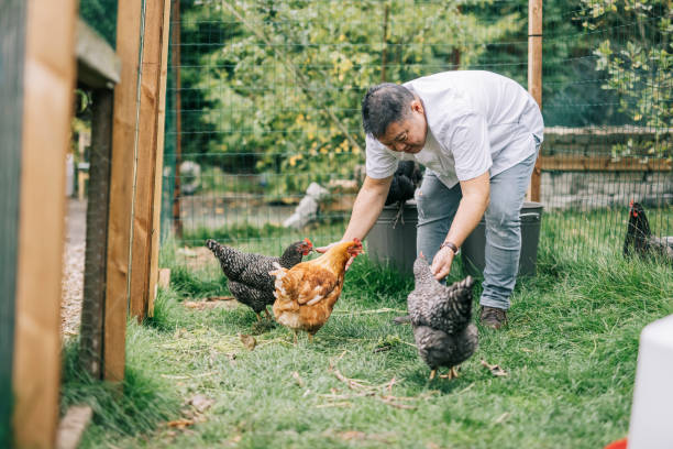 istock Japanese chef feeding chickens 1322511719