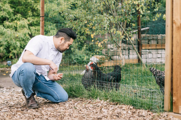 istock Japanese man taking care of chickens 1322511724