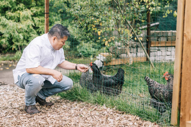 istock Japanese man taking care of chickens 1322511728