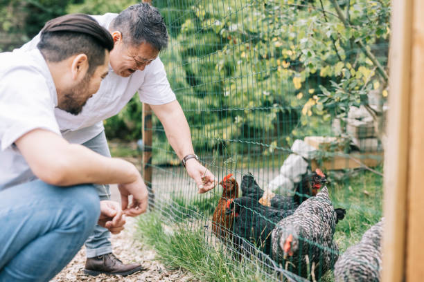 istock Japanese man taking care of chickens 1322511729