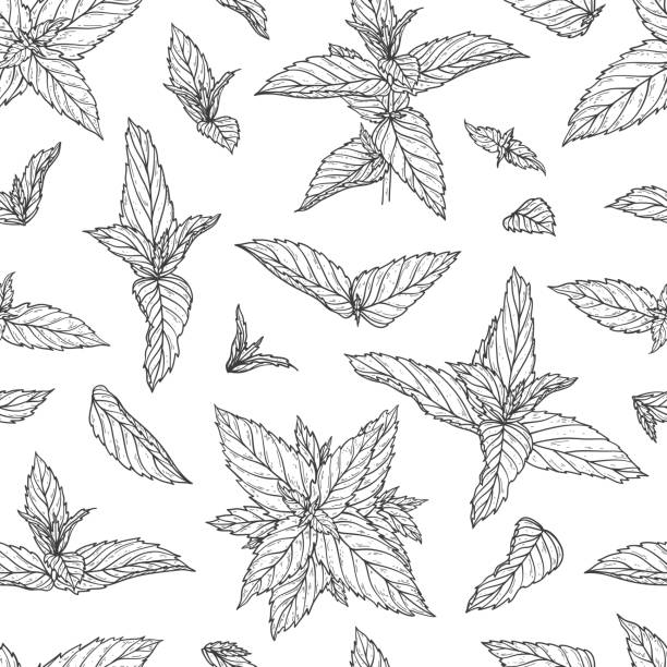 ペパーミントはシームレスなパターンを残します。手描きのフレッシュミントリーフの花の背景.薬用植物またはスパイシーハーブベクトルのイラスト - peppermint点のイラスト素材／クリップアート素材／マンガ素材／アイコン素材