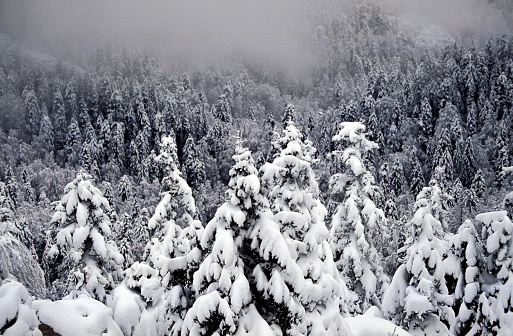 Winter landscape with trees and a snowy mountain among the fog in the background