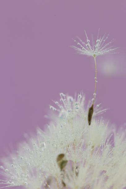 istock Dandelion seeds with water drops on a light lilac background. Dandelion seeds texture. Lightness and airiness.Summer season. 1322513174