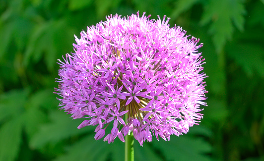 Wild Leek Allium ampeloprasum