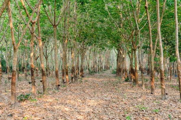 istock Row of para rubber tree. Rubber plantation background 1322514570