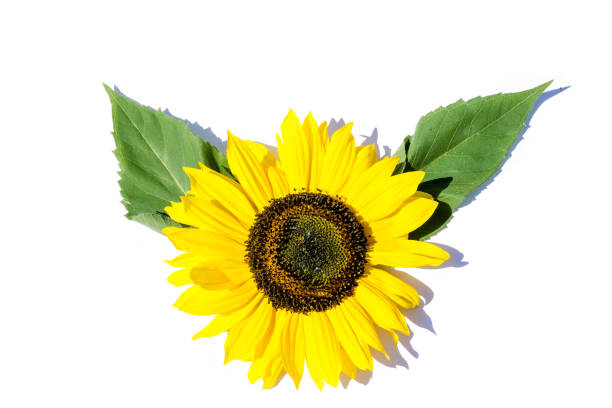 istock Sunflower with leaves isolated on white background 1322515633