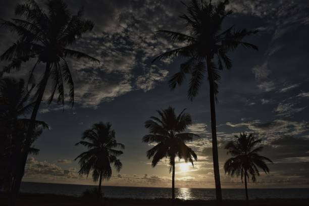 istock coconut tree with sunset on the beach background 1322516727