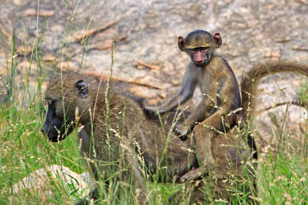 istock Baby baboon on mother 1322518390