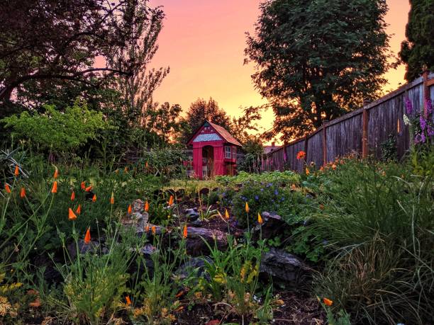 Liquid sunset in a backyard garden. Sunsets behind a Pacific Northwest backyard flower garden with a tiny she shed. everett washington state stock pictures, royalty-free photos & images
