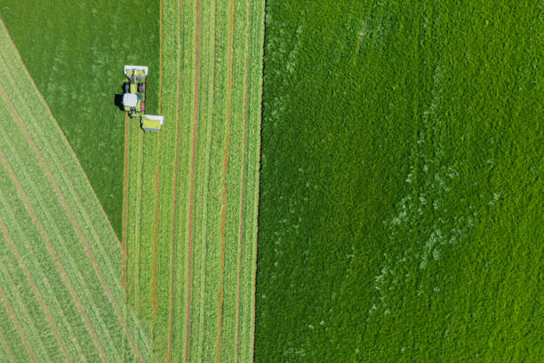 Drone view of grass being cut for silage The drone view of a tractor cutting grass to make silage to feed livestock during the winter months tractor mowing stock pictures, royalty-free photos & images