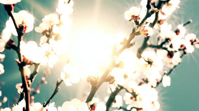 apricot flowers on sunset background